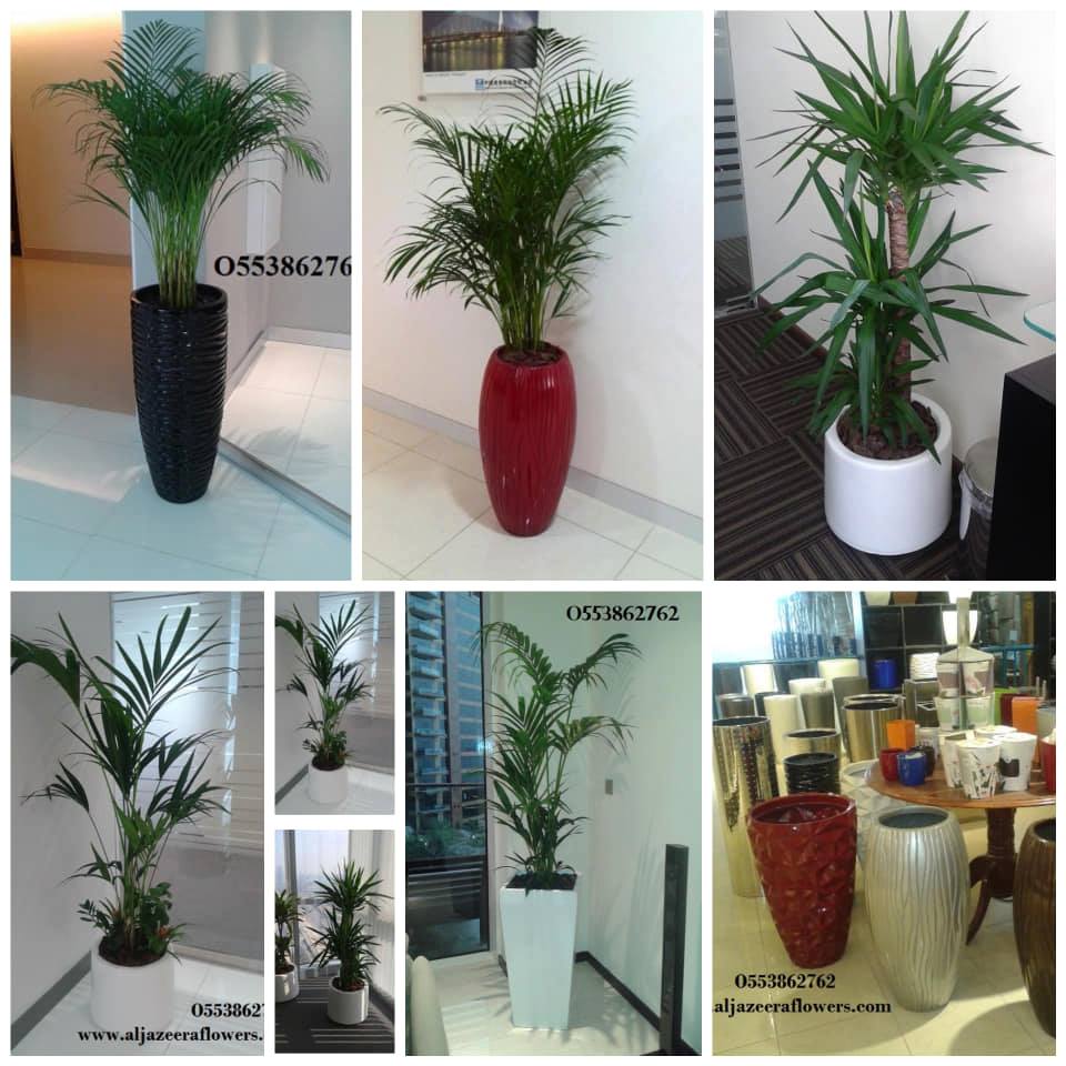 OFFICE INDOOR PLANTS AND MAINTENANCE SERVICE-05588